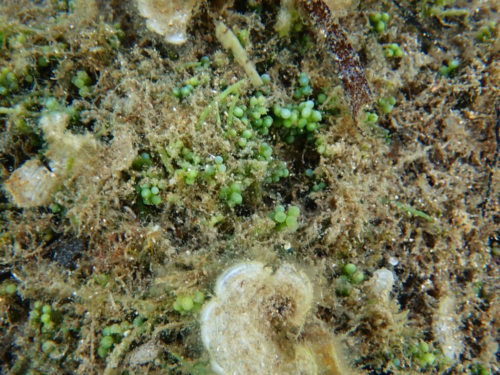 Photo de l'algue Caulerpa racemosa