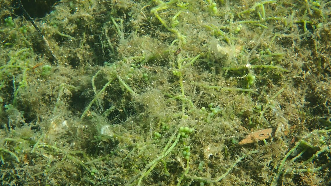 Photo de l'algue Caulerpa racemosa