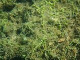 Photo de l'algue Caulerpa racemosa