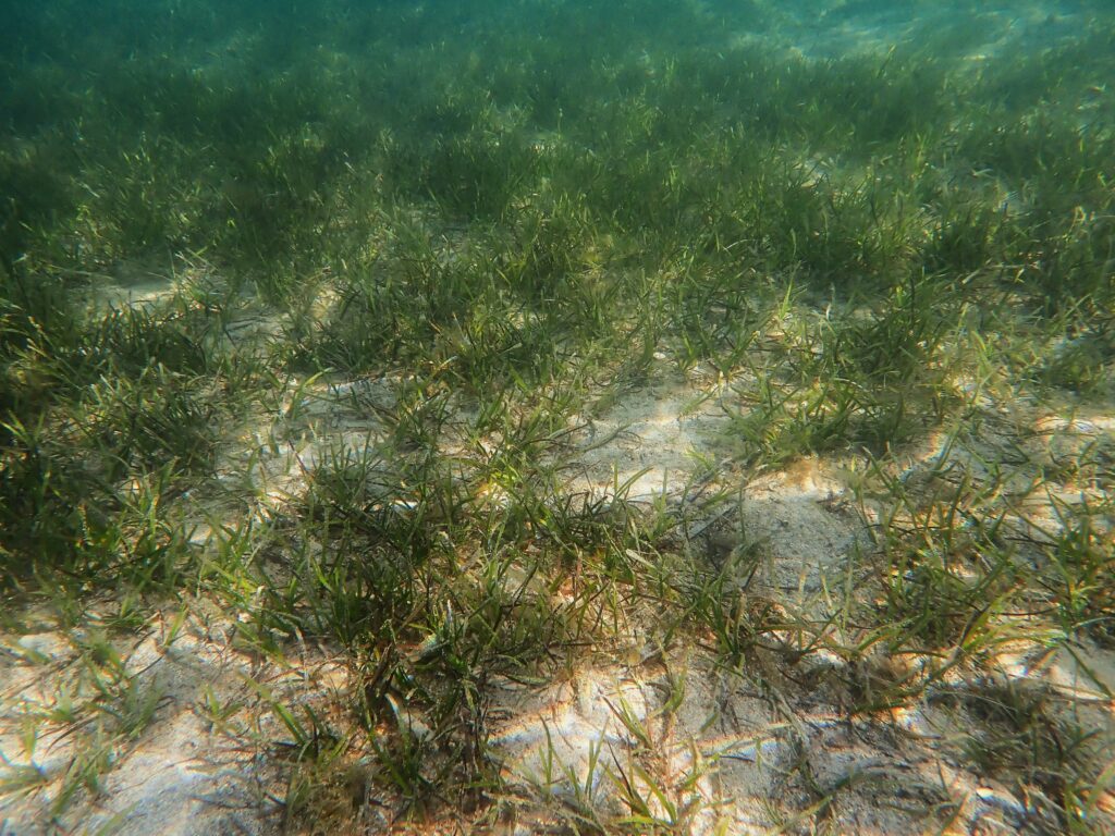 Photo d'un herbier sous marin