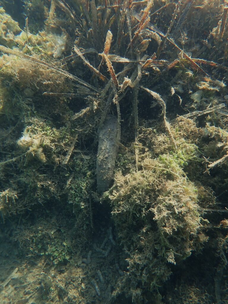 Photo d'une holothurie près d'un bosquet de posidonie