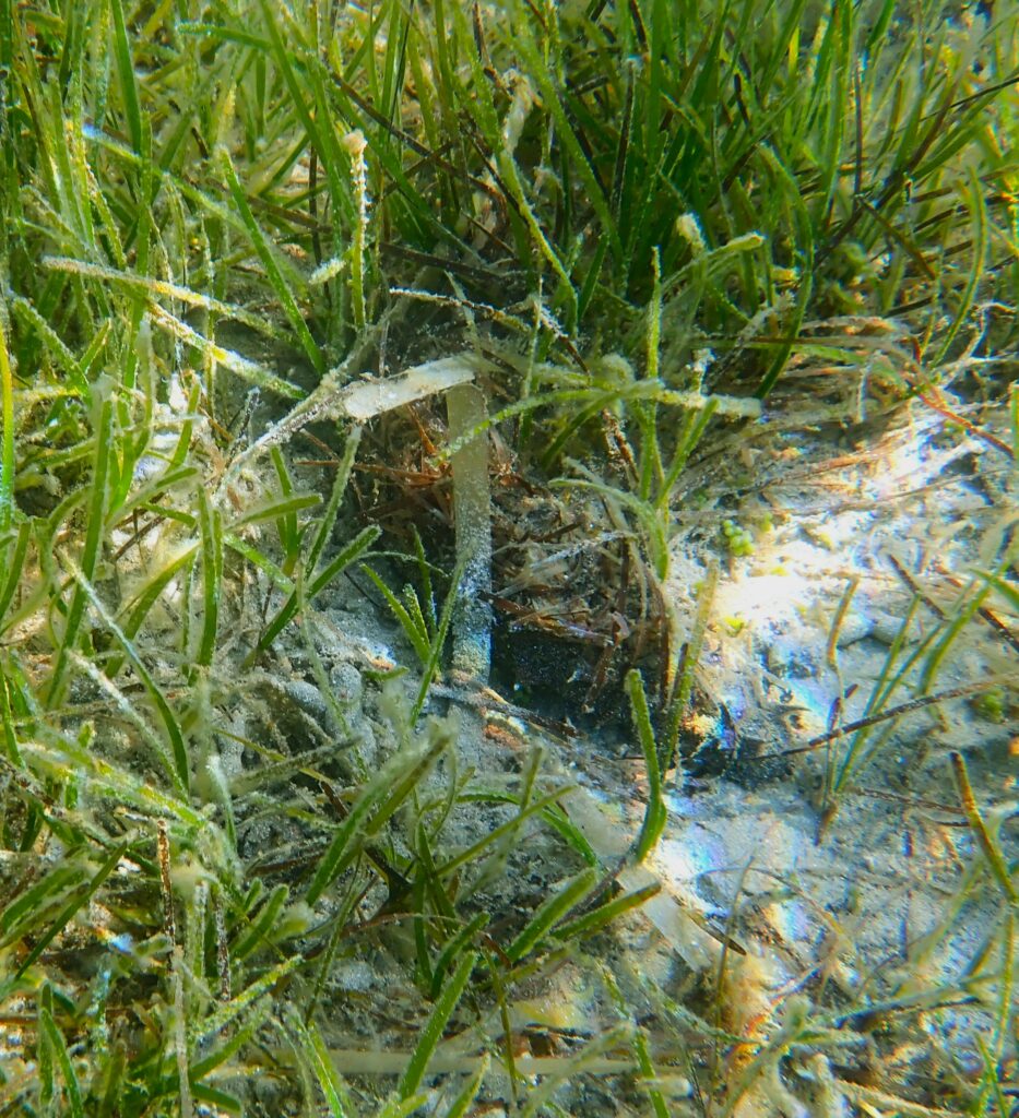 Photo d'une holothurie camouflée dans un herbier