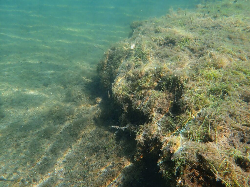 Photo d'un relief marin avec mousse marine et Caulerpa racemosa