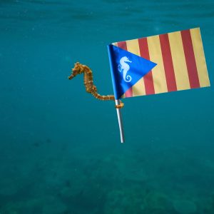 hippocampe drapeau principauté LE BRUSC