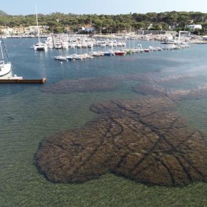 posidonie abimée au brusc